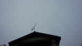 74d9b136.jpg