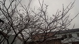 181216_101258