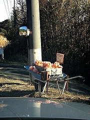 蒲郡みかん 蒲郡みかん
