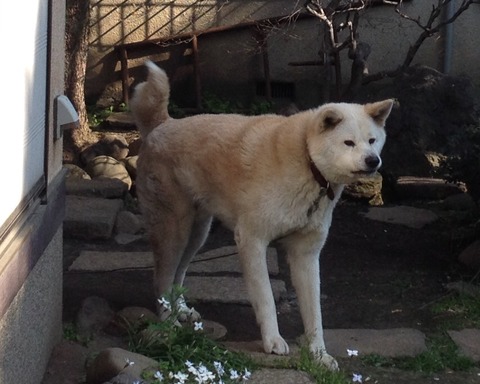 hachi2