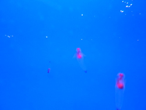 P1010026(1)