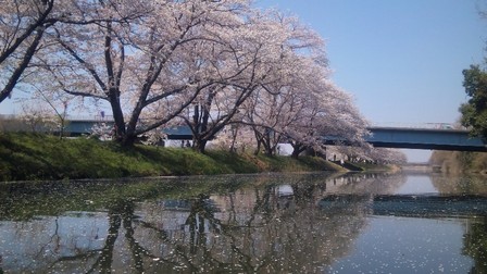 福岡堰①