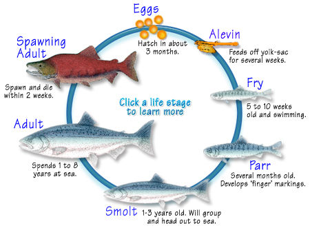 サケ – 鮭と鰻のWeb図鑑 Web Dictionary of Salmon and Eels