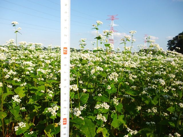 mm-sobatake70-20130929