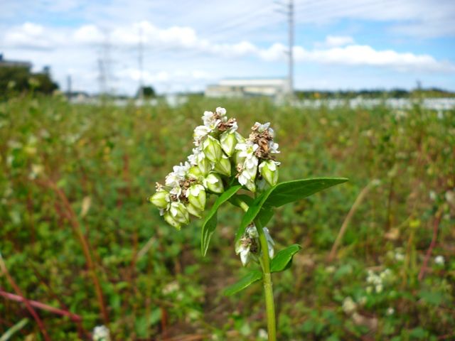 mm-sobanomi-2013-10-10g