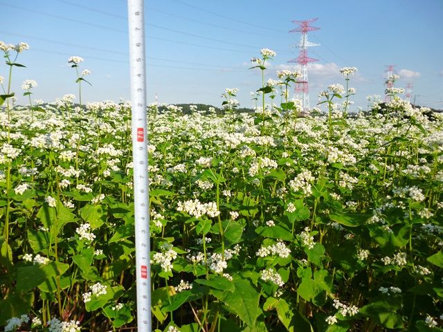 mm-sobatake-2013-9-29c