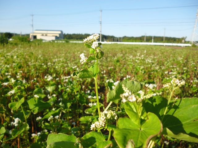 soba-hatake-2013-9-18-f