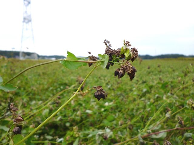 mm-sobahatake-2013-10-18a