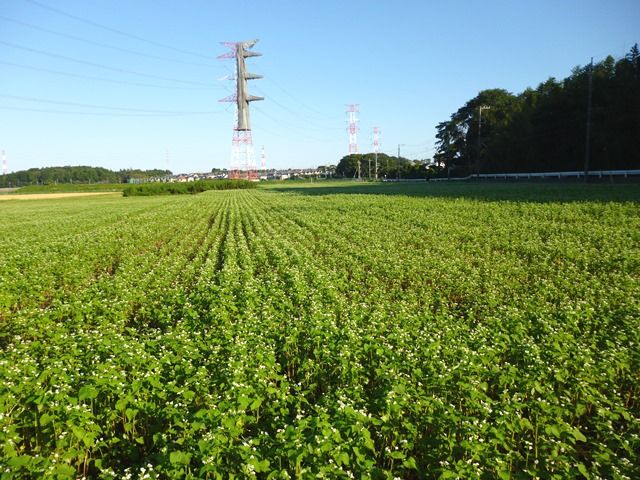 soba-hatake-2013-9-18-h
