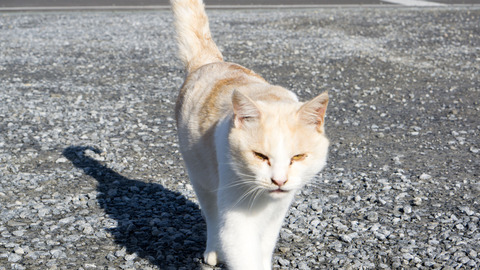 DSC04030