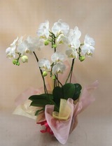 ���ˤ�����Ź���쥹�ȥ��