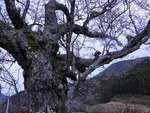 25ǯ4·î¤µ¤¯¤é 046