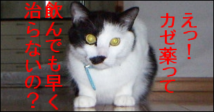 ねこカゼ
