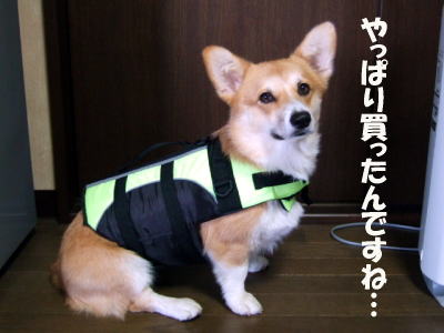 暴走中 My Sweet Home コーギー チワワ生活