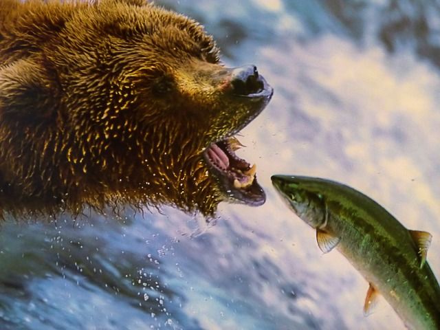 grizzly-221558_640