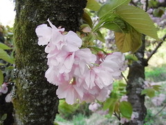 conv0049