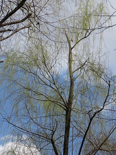 conv0021