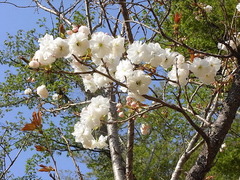 conv0051