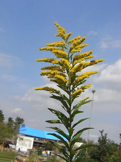 conv0019