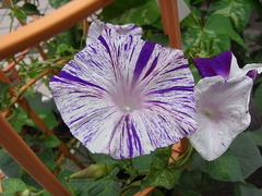 conv0008