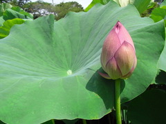 conv0011
