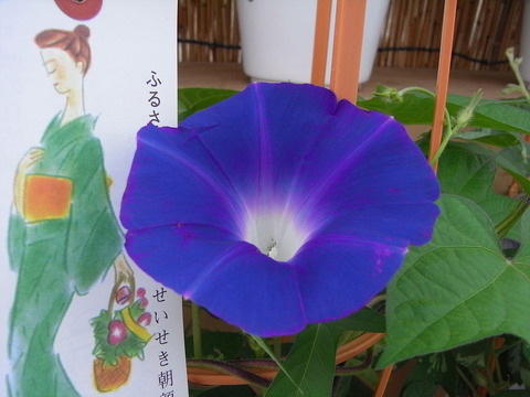 conv0006