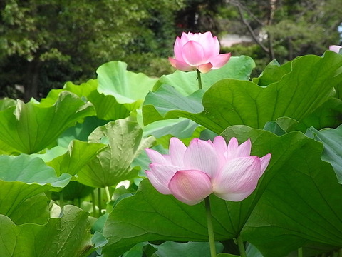 conv0005
