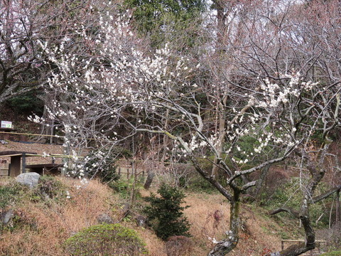conv0005