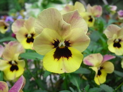 conv0013