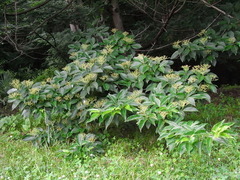 conv0005