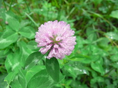 conv0003
