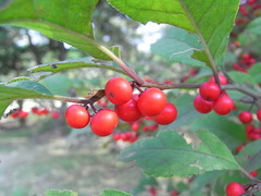 conv0013