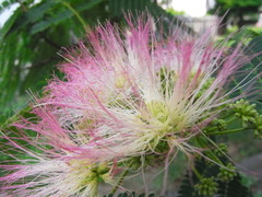 conv0032