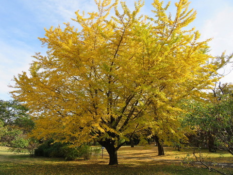 conv0005