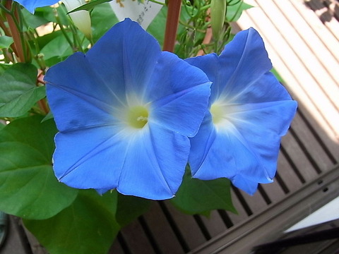 conv0008