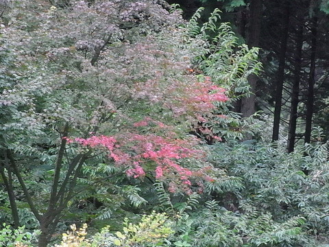 conv0017