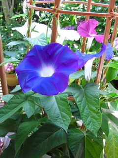 conv0002