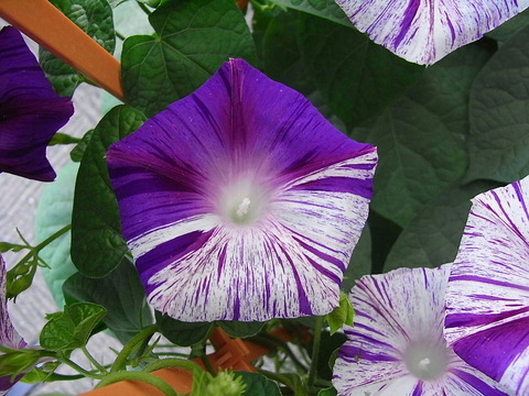 conv0009