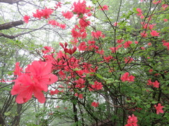 IMG_1933 - ¥³¥Ô¡¼