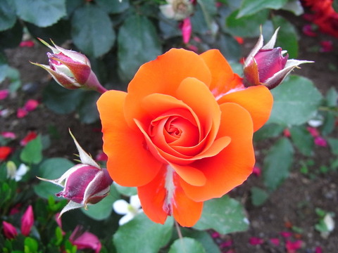 RIMG0148