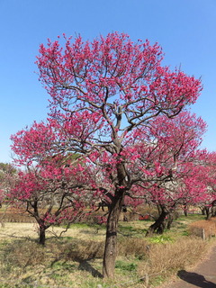 conv0033