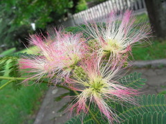 conv0011