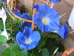 conv0020