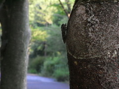 conv0005