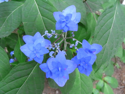 RIMG0081