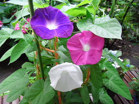 conv0006
