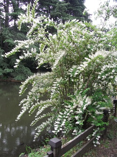 RIMG0131