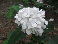 RIMG0066