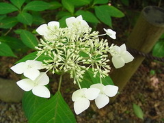 conv0006