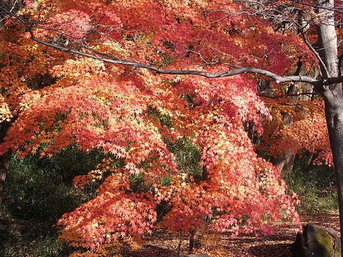 conv0019
